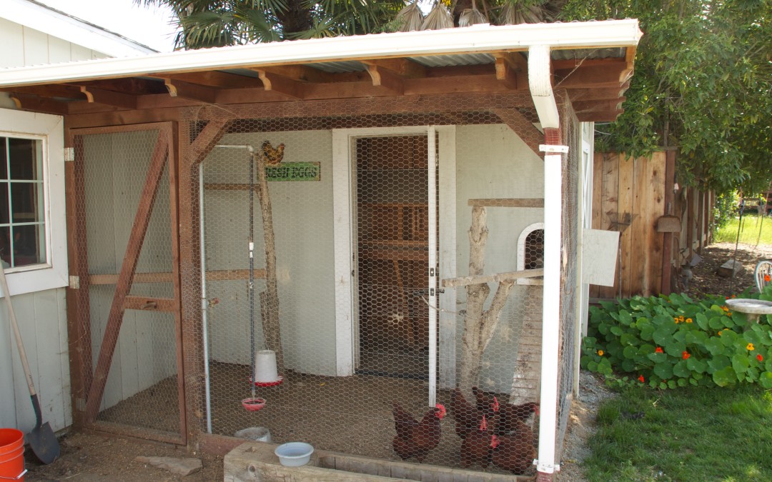 Chicken Coop